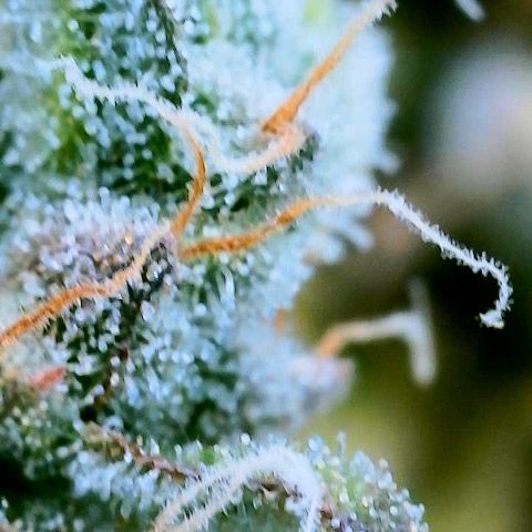 Gelato [Photo] (C.G. - 01) growlog timeline photo