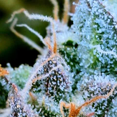 Gelato [Photo] (C.G. - 01) growlog timeline photo