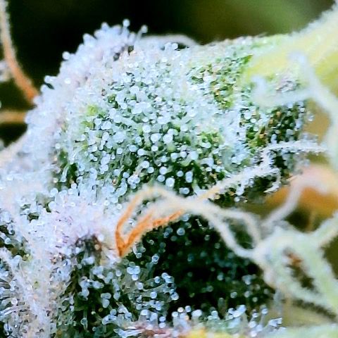 Gelato [Photo] (C.G. - 01) growlog timeline photo