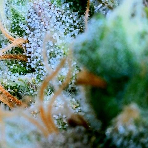 Gelato [Photo] (C.G. - 01) growlog timeline photo