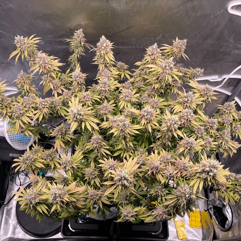 Gelato [Photo] (C.G. - 01) growlog timeline photo
