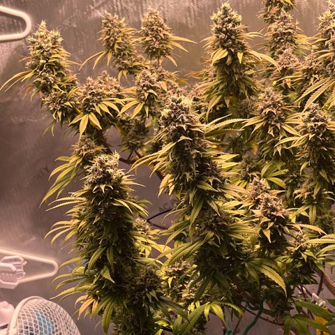 Gelato [Photo] (C.G. - 01) growlog timeline photo