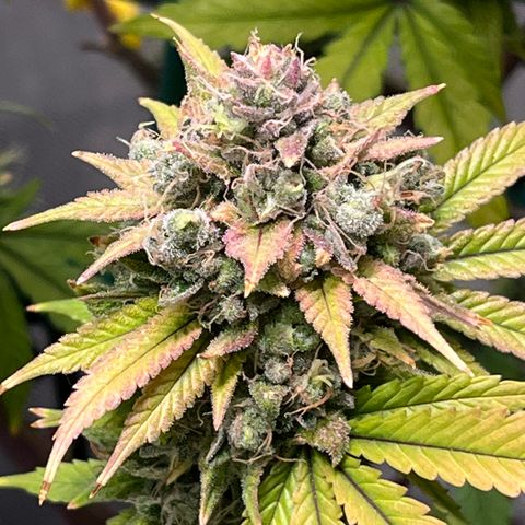 Gelato [Photo] (C.G. - 01) growlog timeline photo