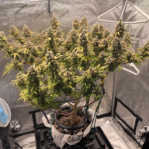 Gelato [Photo] (C.G. - 01) growlog timeline photo