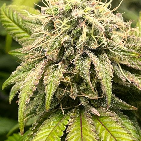 Gelato [Photo] (C.G. - 02) growlog timeline photo