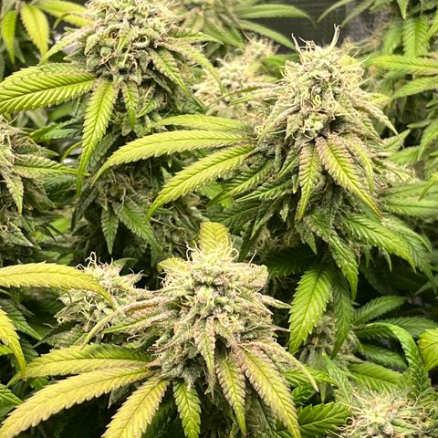 Gelato [Photo] (C.G. - 02) growlog timeline photo