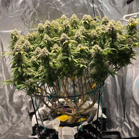 Gelato [Photo] (C.G. - 02) growlog timeline photo
