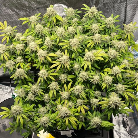 Gelato [Photo] (C.G. - 02) growlog timeline photo