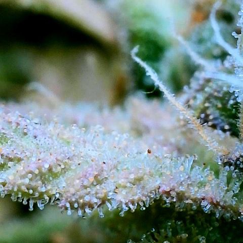 Gelato [Photo] (C.G. - 01) growlog timeline photo