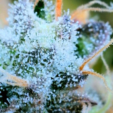 Gelato [Photo] (C.G. - 01) growlog timeline photo
