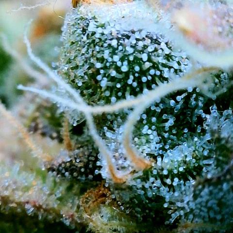 Gelato [Photo] (C.G. - 01) growlog timeline photo