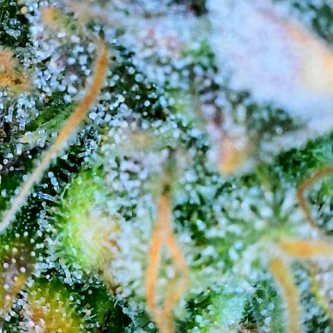 Gelato [Photo] (C.G. - 01) growlog timeline photo