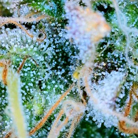 Gelato [Photo] (C.G. - 01) growlog timeline photo