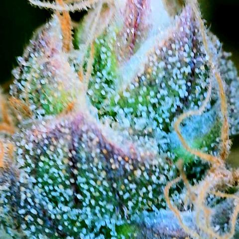 Gelato [Photo] (C.G. - 01) growlog timeline photo