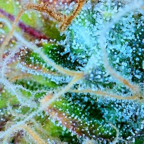 Gelato [Photo] (C.G. - 01) growlog timeline photo