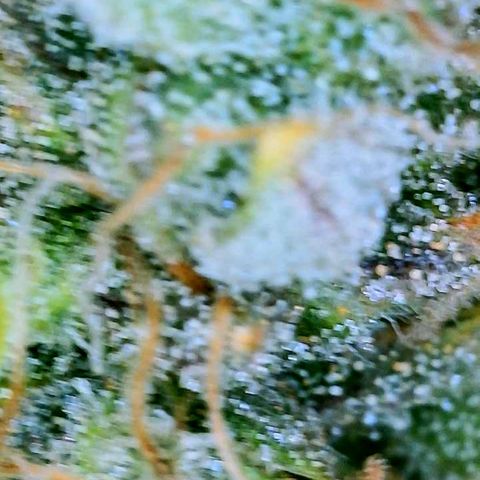 Gelato [Photo] (C.G. - 01) growlog timeline photo