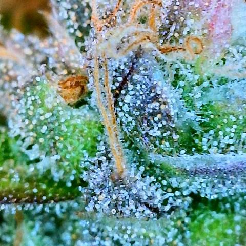 Gelato [Photo] (C.G. - 01) growlog timeline photo