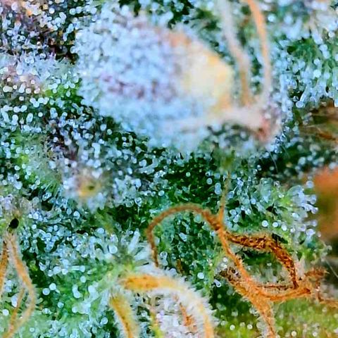 Gelato [Photo] (C.G. - 01) growlog timeline photo