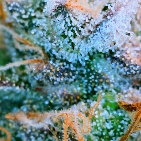 Gelato [Photo] (C.G. - 01) growlog timeline photo