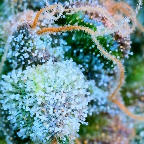 Gelato [Photo] (C.G. - 01) growlog timeline photo