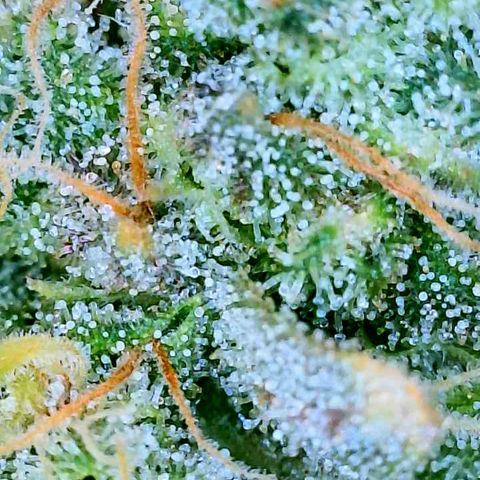 Gelato [Photo] (C.G. - 01) growlog timeline photo