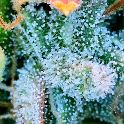 Gelato [Photo] (C.G. - 01) growlog timeline photo