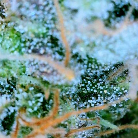 Gelato [Photo] (C.G. - 01) growlog timeline photo