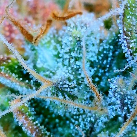 Gelato [Photo] (C.G. - 01) growlog timeline photo