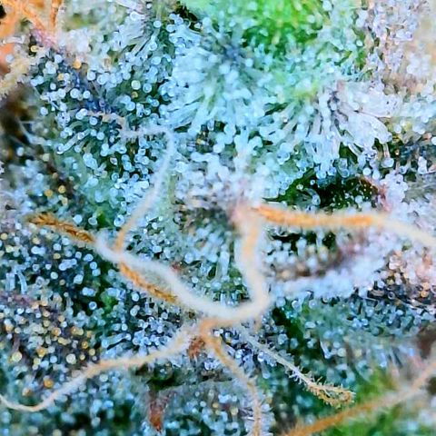Gelato [Photo] (C.G. - 01) growlog timeline photo