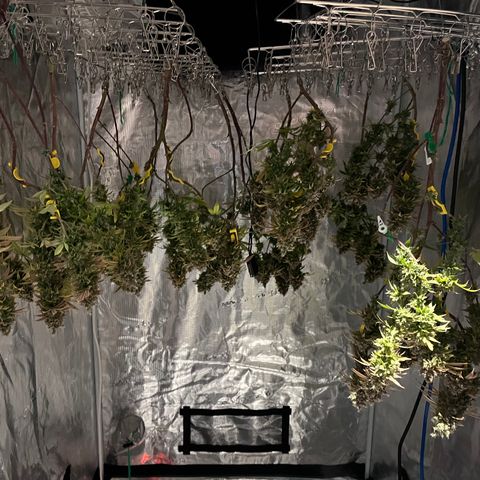 Gelato [Photo] (C.G. - 01) growlog timeline photo