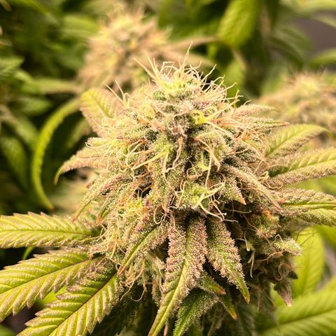 Gelato [Photo] (C.G. - 02) growlog timeline photo