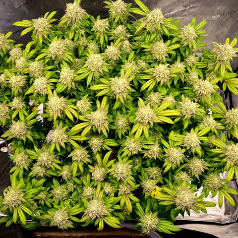 Gelato [Photo] (C.G. - 02) growlog timeline photo