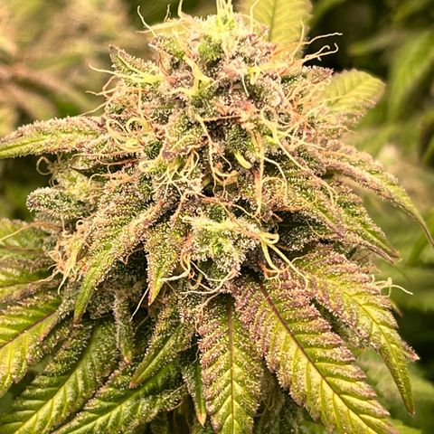 Gelato [Photo] (C.G. - 02) growlog timeline photo
