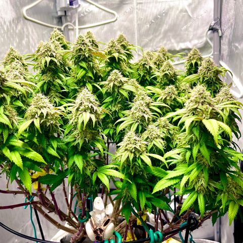 Gelato [Photo] (C.G. - 02) growlog timeline photo