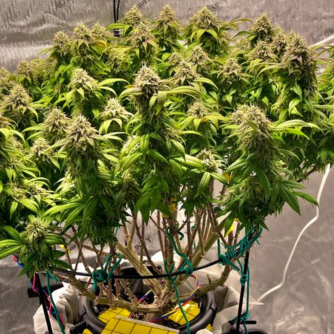 Gelato [Photo] (C.G. - 02) growlog timeline photo