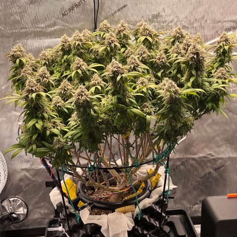 Gelato [Photo] (C.G. - 02) growlog timeline photo