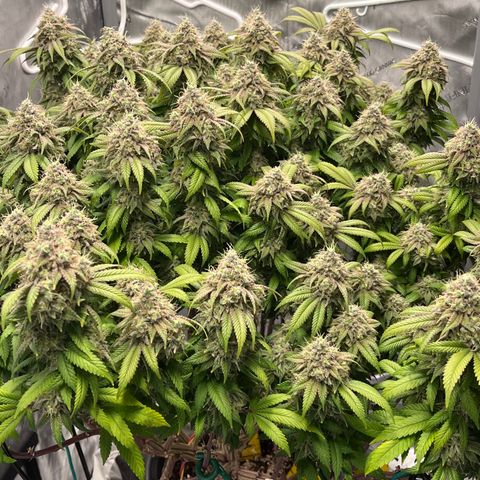 Gelato [Photo] (C.G. - 02) growlog timeline photo
