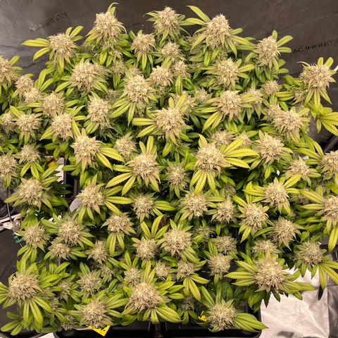 Gelato [Photo] (C.G. - 02) growlog timeline photo