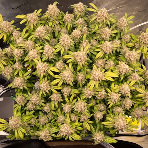 Gelato [Photo] (C.G. - 02) growlog timeline photo