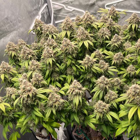 Gelato [Photo] (C.G. - 02) growlog timeline photo