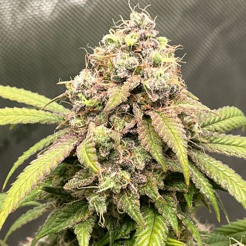 Gelato [Photo] (C.G. - 02) growlog timeline photo