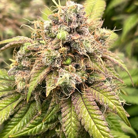 Gelato [Photo] (C.G. - 02) growlog timeline photo