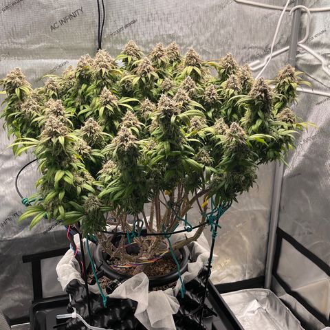Gelato [Photo] (C.G. - 02) growlog timeline photo