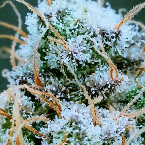 Gelato [Photo] (C.G. - 02) growlog timeline photo