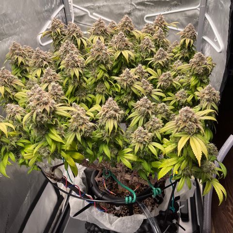 Gelato [Photo] (C.G. - 02) growlog timeline photo