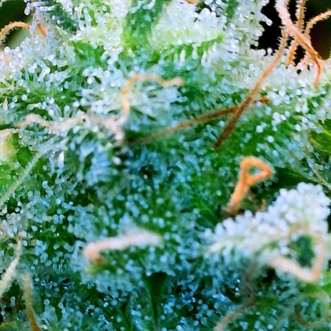 Gelato [Photo] (C.G. - 02) growlog timeline photo