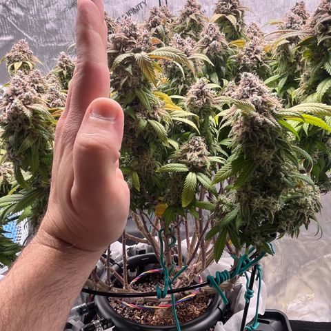 Gelato [Photo] (C.G. - 02) growlog timeline photo