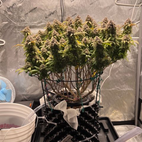 Gelato [Photo] (C.G. - 02) growlog timeline photo