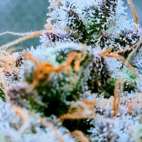Gelato [Photo] (C.G. - 02) growlog timeline photo