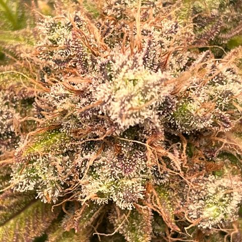 Gelato [Photo] (C.G. - 02) growlog timeline photo